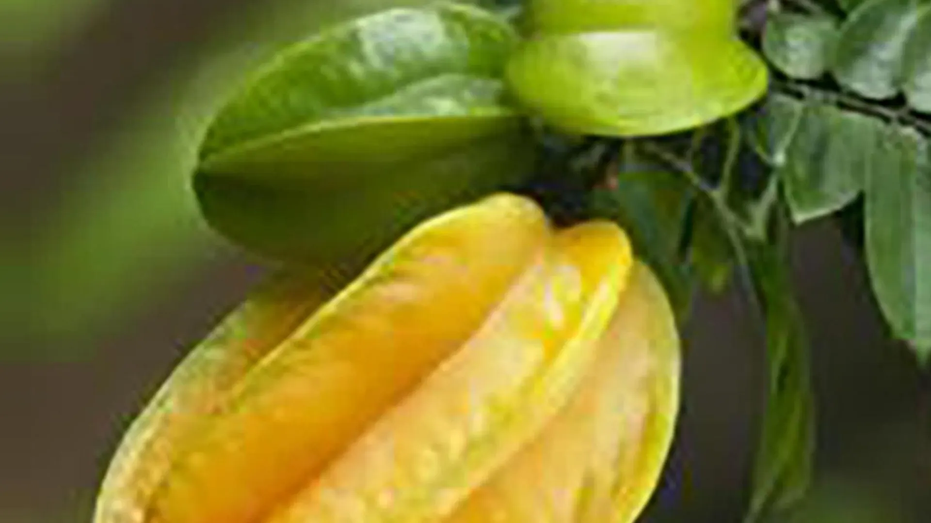 Starfruit Villa Hoi An